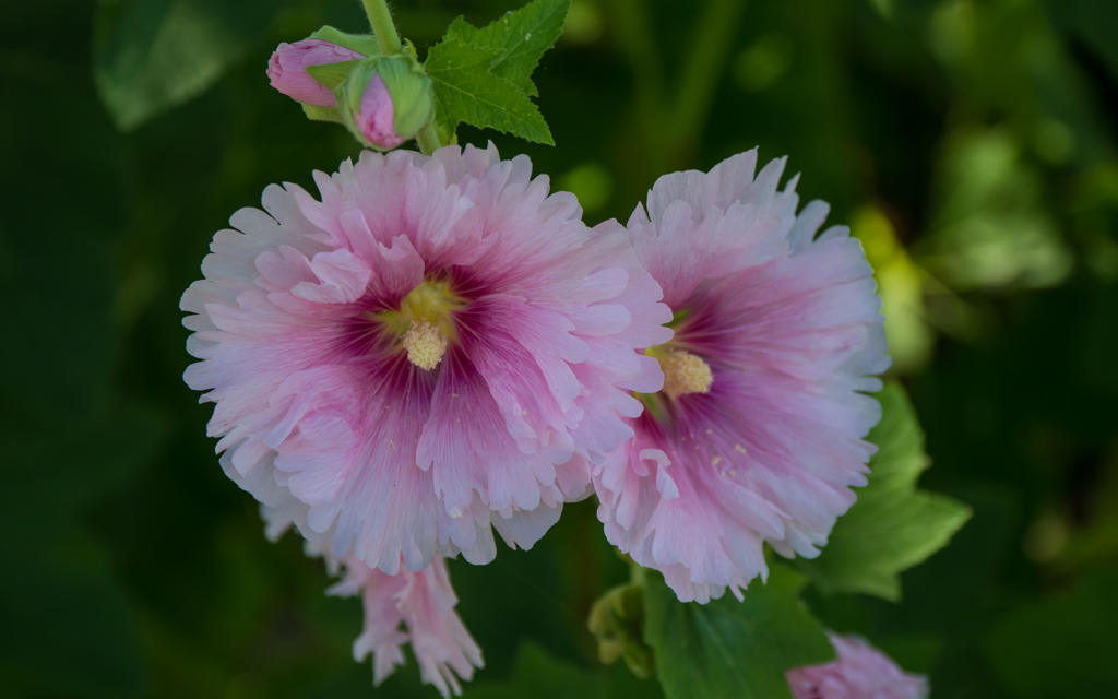 タチアオイ・２