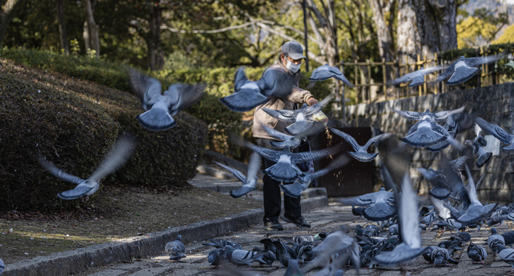 鳩・４＿１