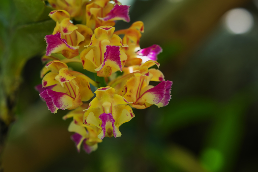 エリデス　ホウレティアナ