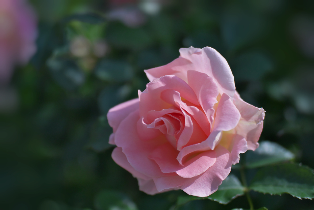 春薔薇・９