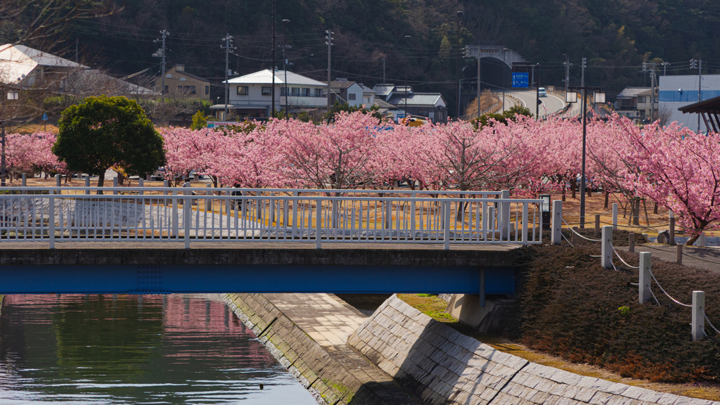 河津桜＿２１