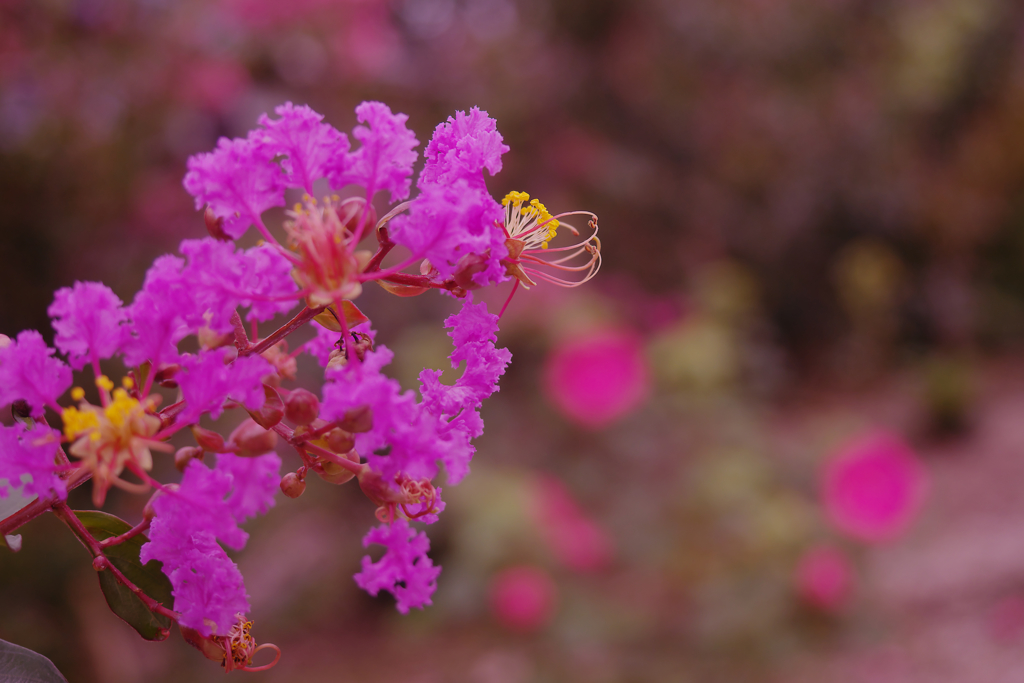 盛夏の花・１７