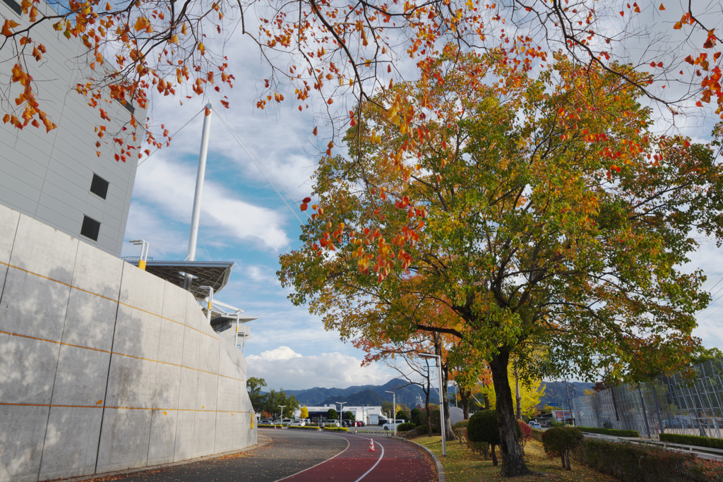 秋・維新公園３０＿１２