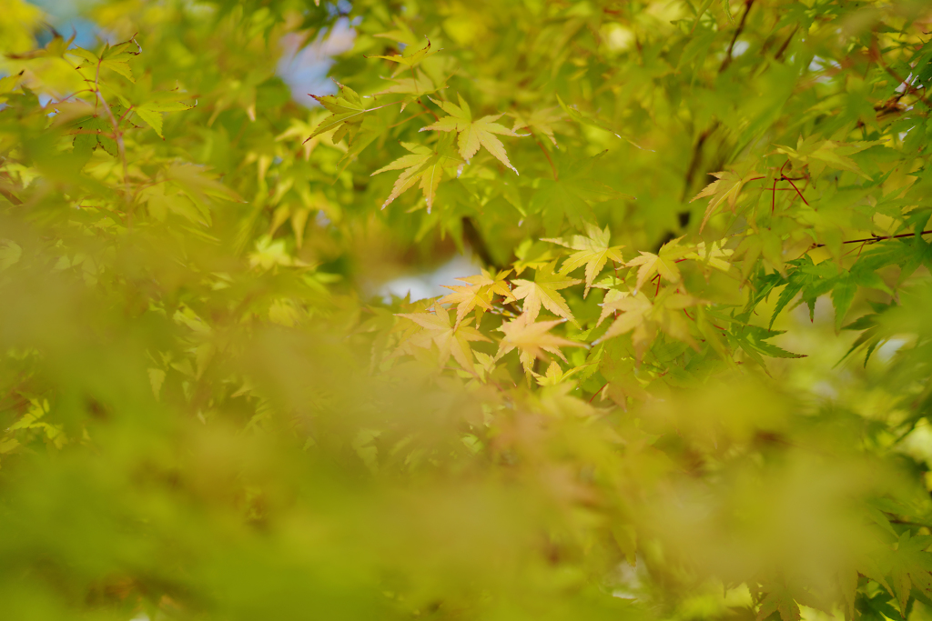 紅葉の始まり・２