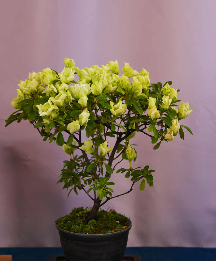 皐盆栽展・１９