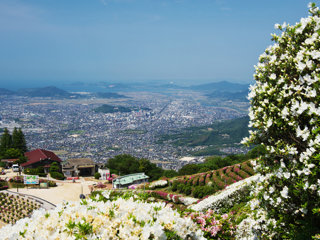 大平山 山頂公園のツツジ＿１９・１７