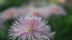 菊花・１