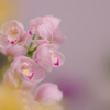 春のラン展・１９＿１３