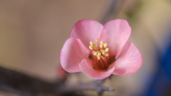 木瓜の花・１６