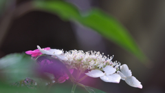 アジサイ・３８