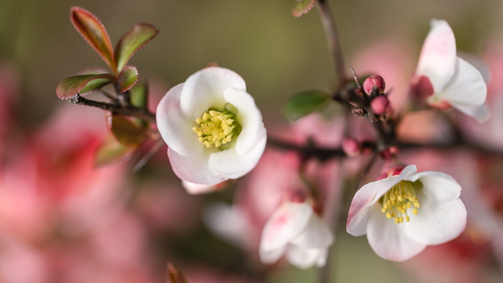 木瓜の花・１４