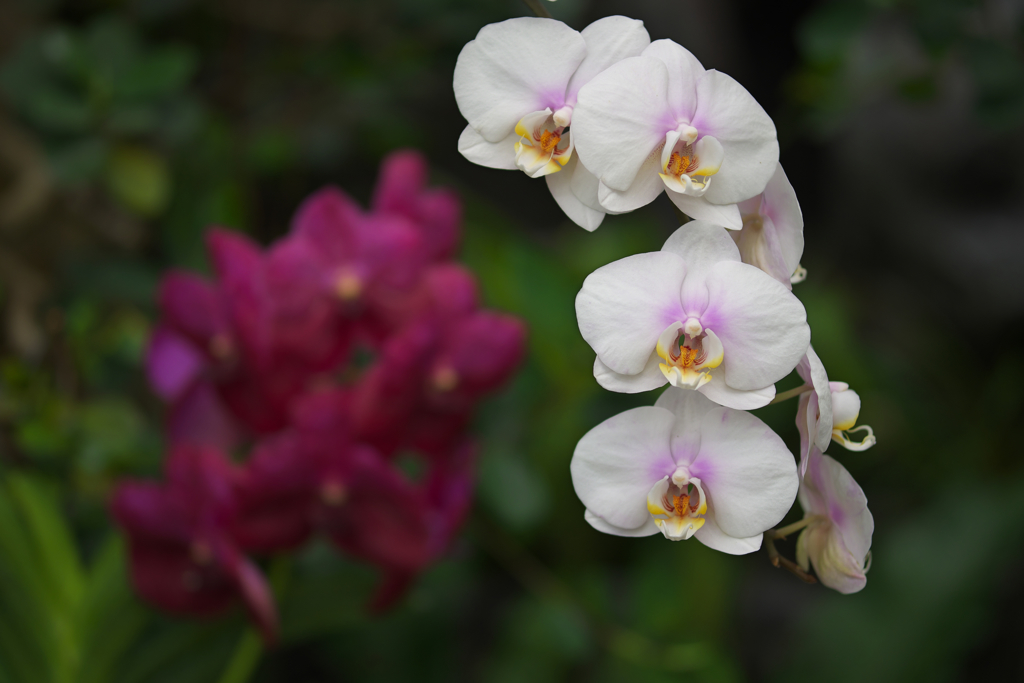 ラン・３１＿２０