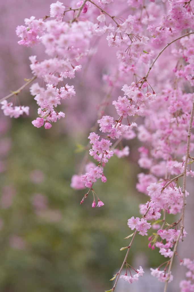 しだれ桜・１９＿１