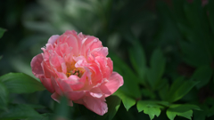 芍薬・１＿３