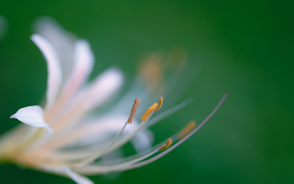 彼岸花・６