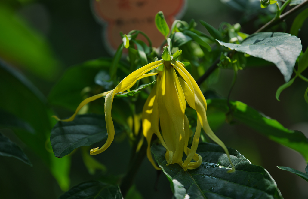 チャボイランイラン