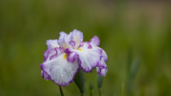 花　菖　蒲・４