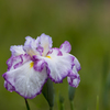 花　菖　蒲・４
