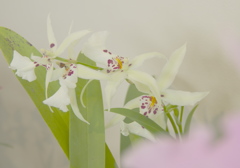 ウインクーワンダーランド