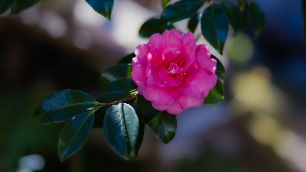 山茶花・２２＿１３