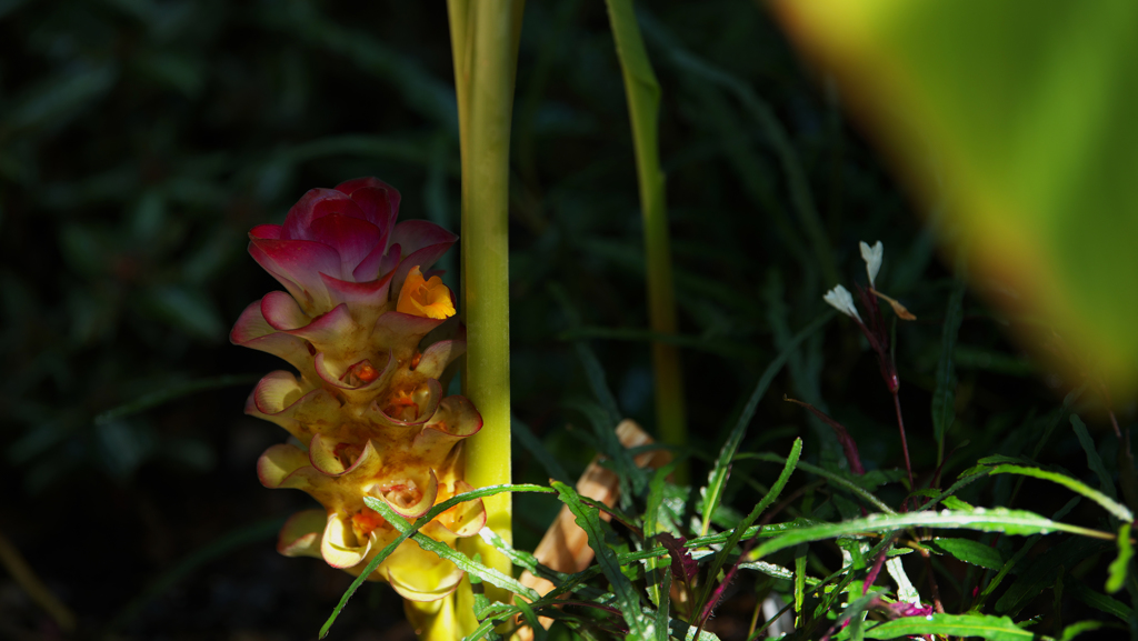 Curcuma L., Sp. _1