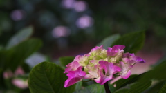 紫陽花３０＿３２