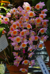 ラン展 in 下関・１７