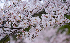 桜・７＿２