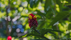 コスツル　バルバツス