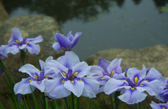 花菖蒲３０＿５