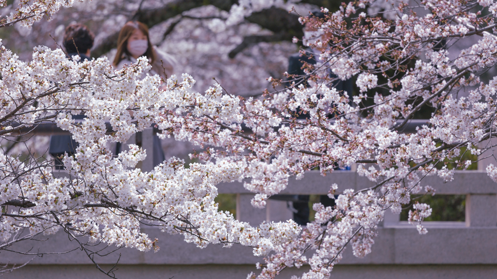 一ノ坂川の桜・４