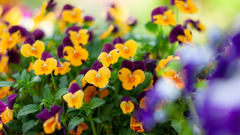NIKON D700_花 習作・９
