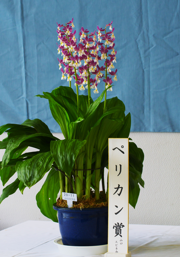 エビネラン・２＿１