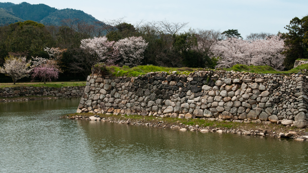 桜・萩城跡３＿２