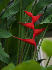 ヘリコニア  カリバエア