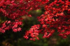 紅葉探索・１５