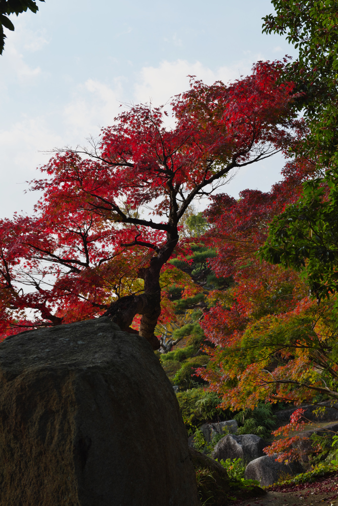 紅葉＿毛利氏庭園・３０＿９