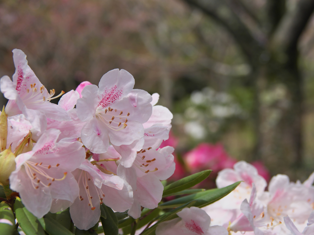 石楠花・１６