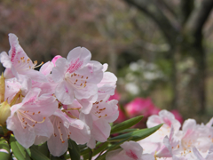 石楠花・１６