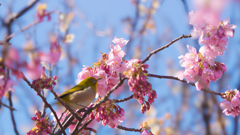 河津桜＿２９