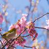 河津桜＿２９