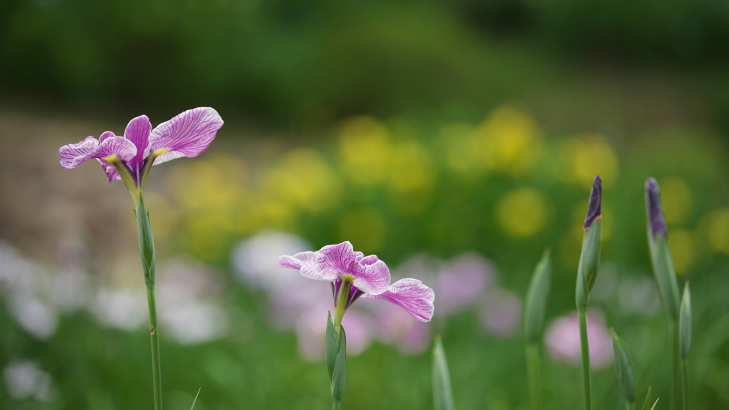 花菖蒲・４＿５