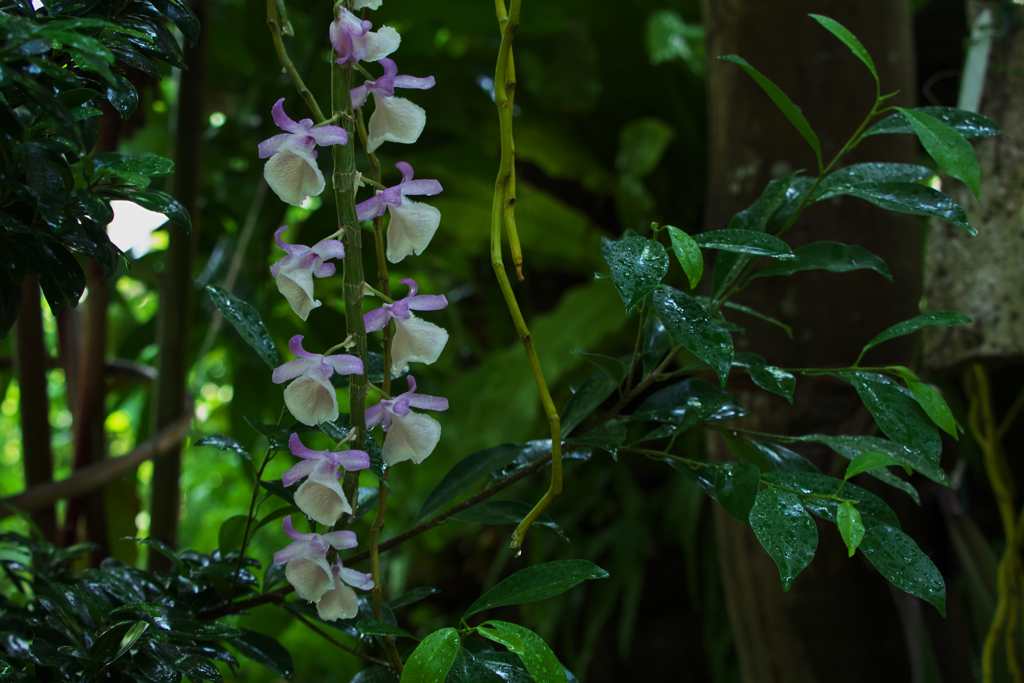 デンドロビウム　ポリアンサム