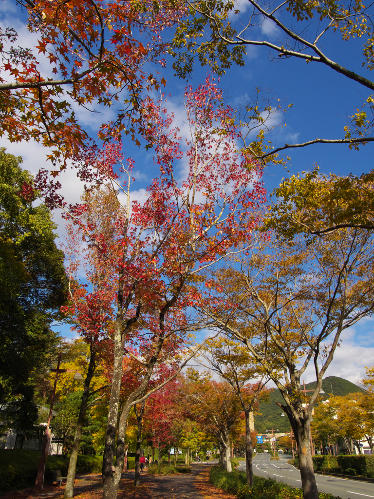 紅葉・パークロード ３０＿１８