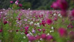 秋　桜・１＿１８