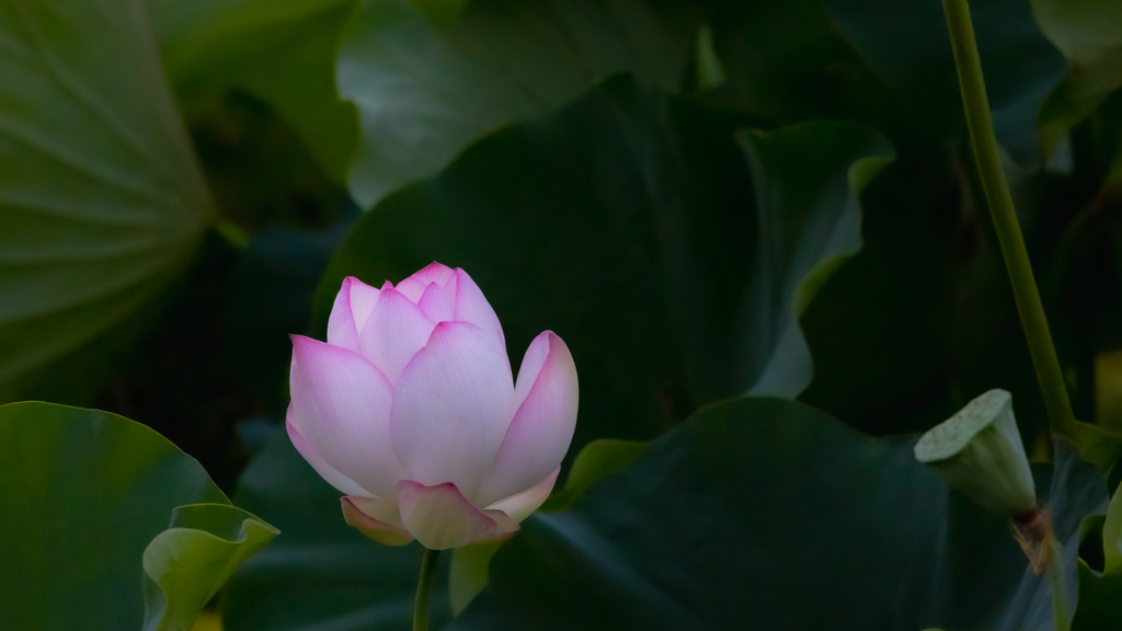 孫文蓮・２＿３