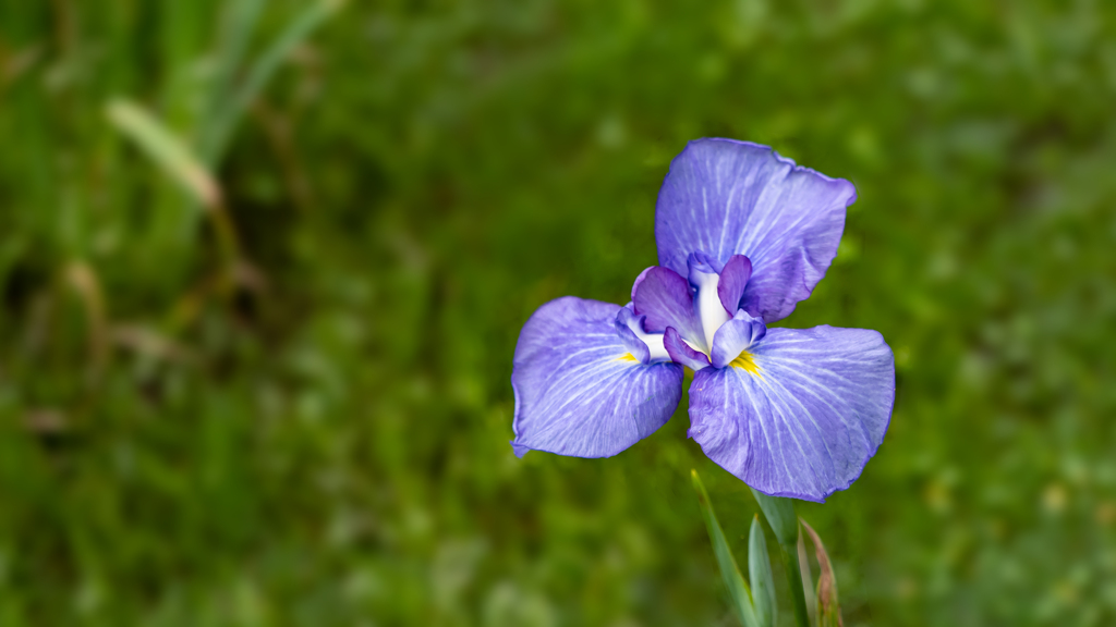 花菖蒲・４＿３