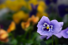 パンジー・３６