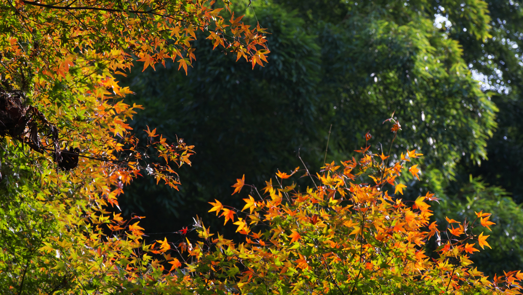紅葉探索・１１