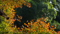 紅葉探索・１１